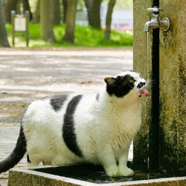地域猫と人のふれあい