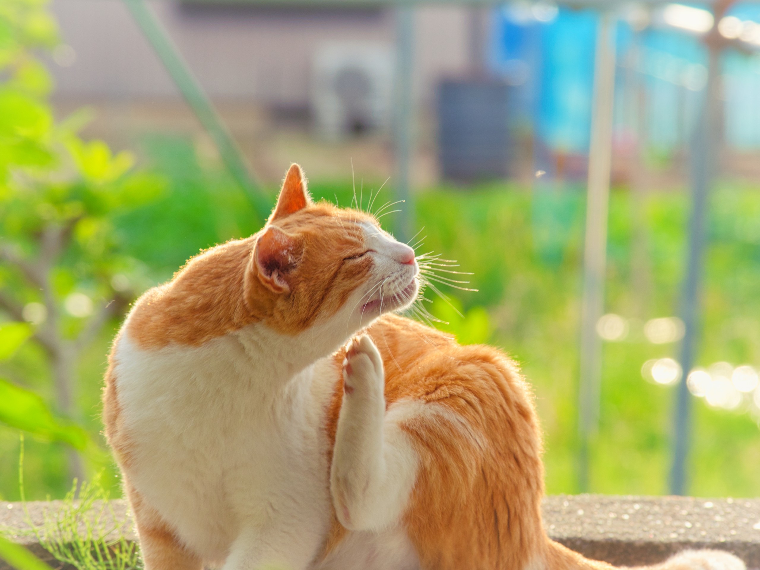 気持ちいいにゃ〜
