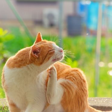 気持ちいいにゃ〜