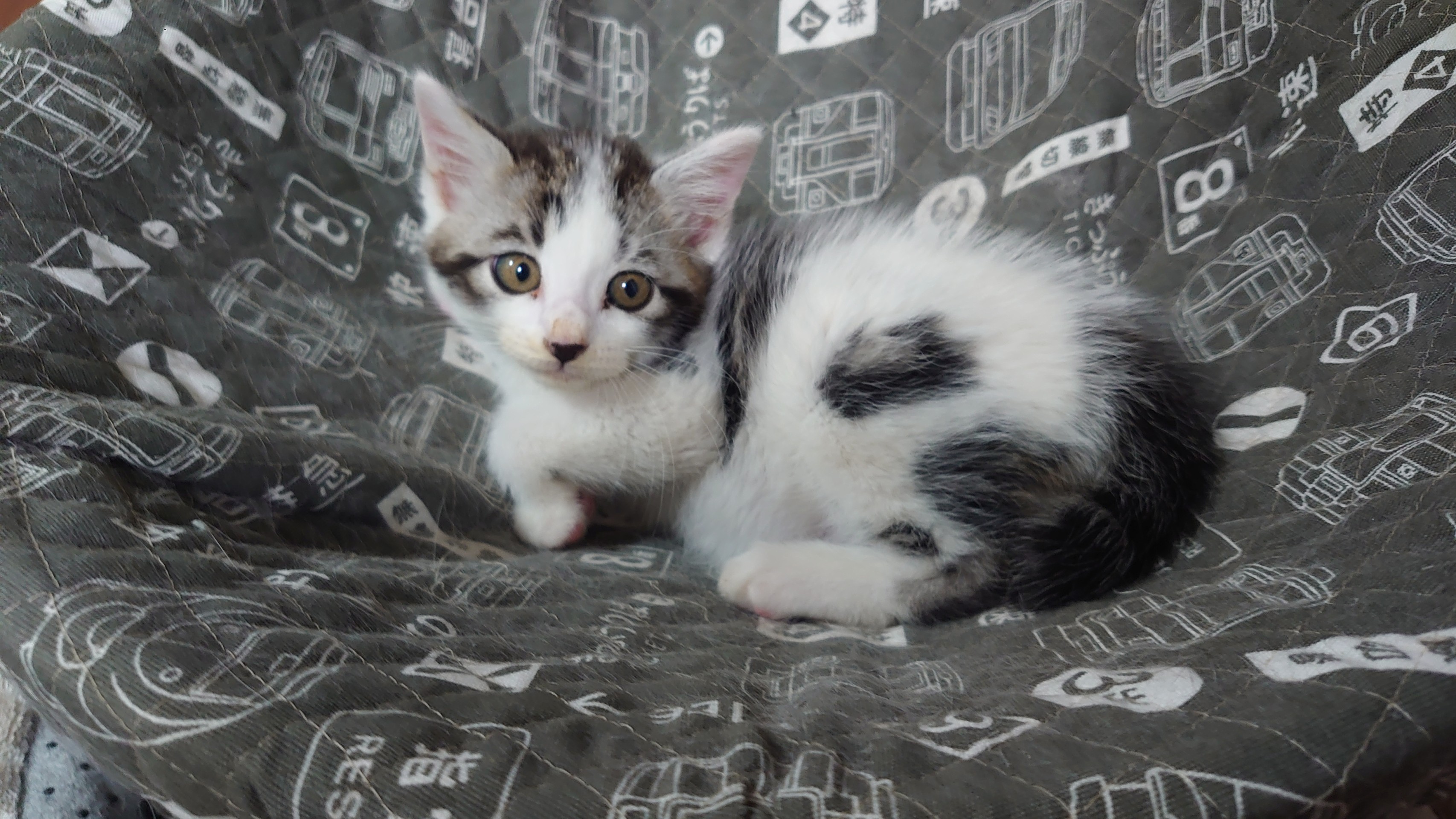 現場の子猫