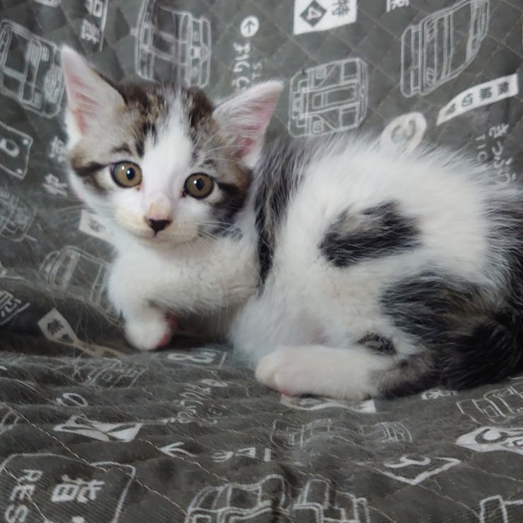 現場の子猫
