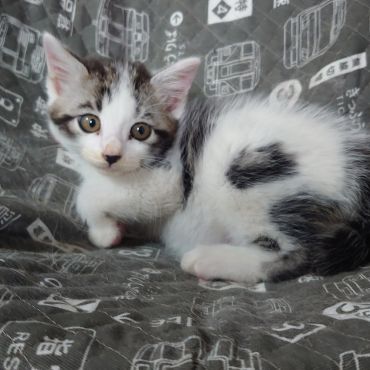 現場の子猫