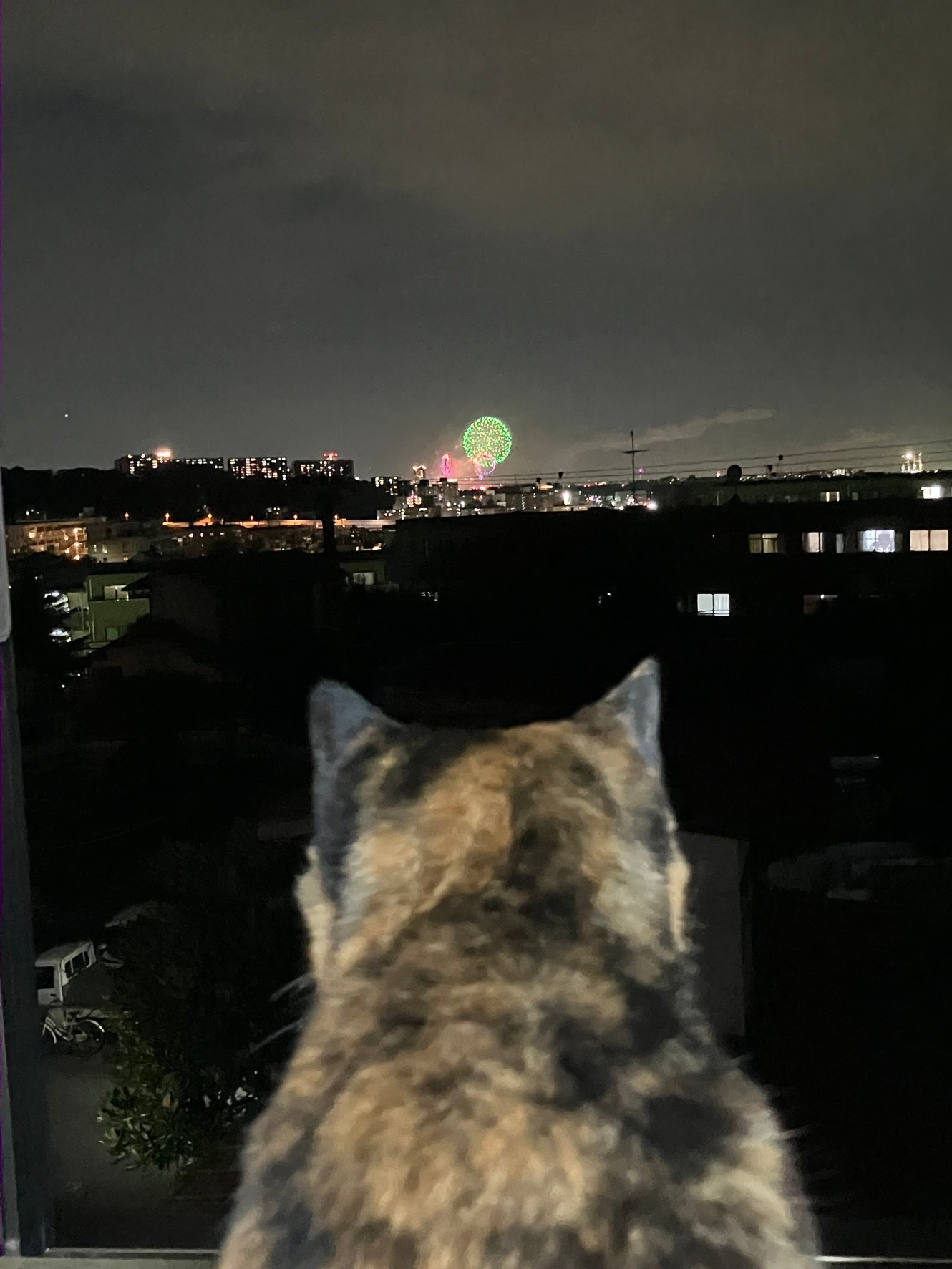 花火綺麗だにゃ🎆