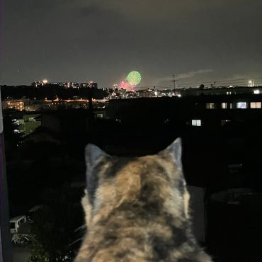 花火綺麗だにゃ🎆