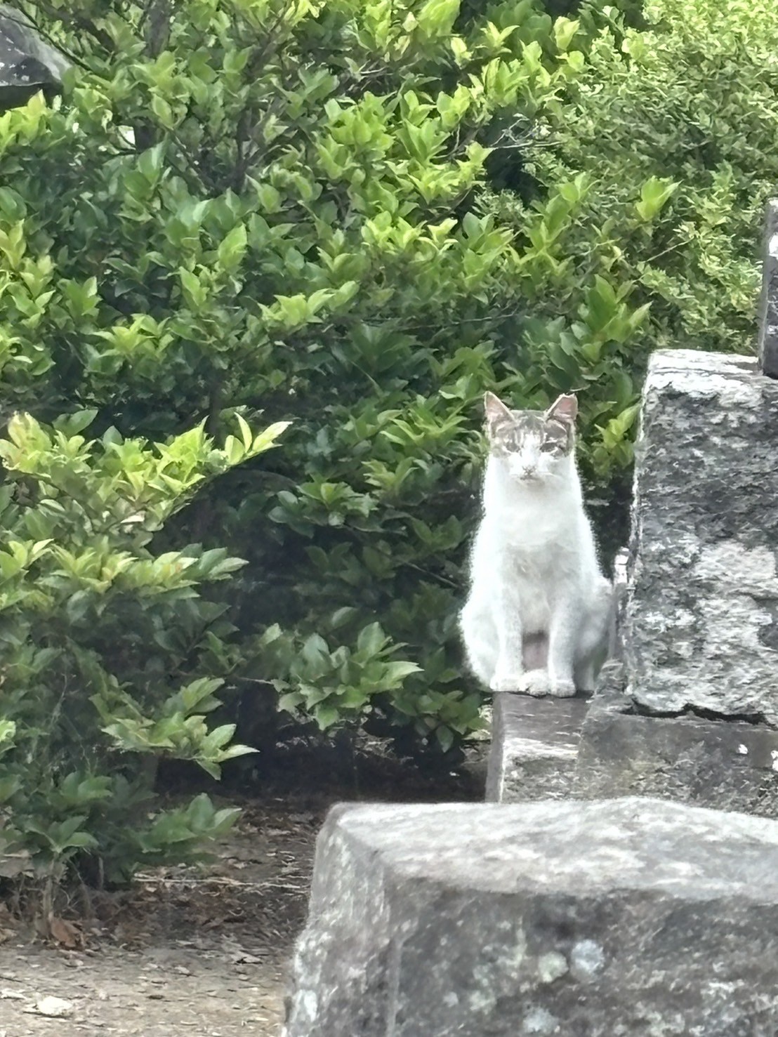さくらねこです