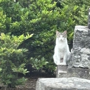 さくら猫です