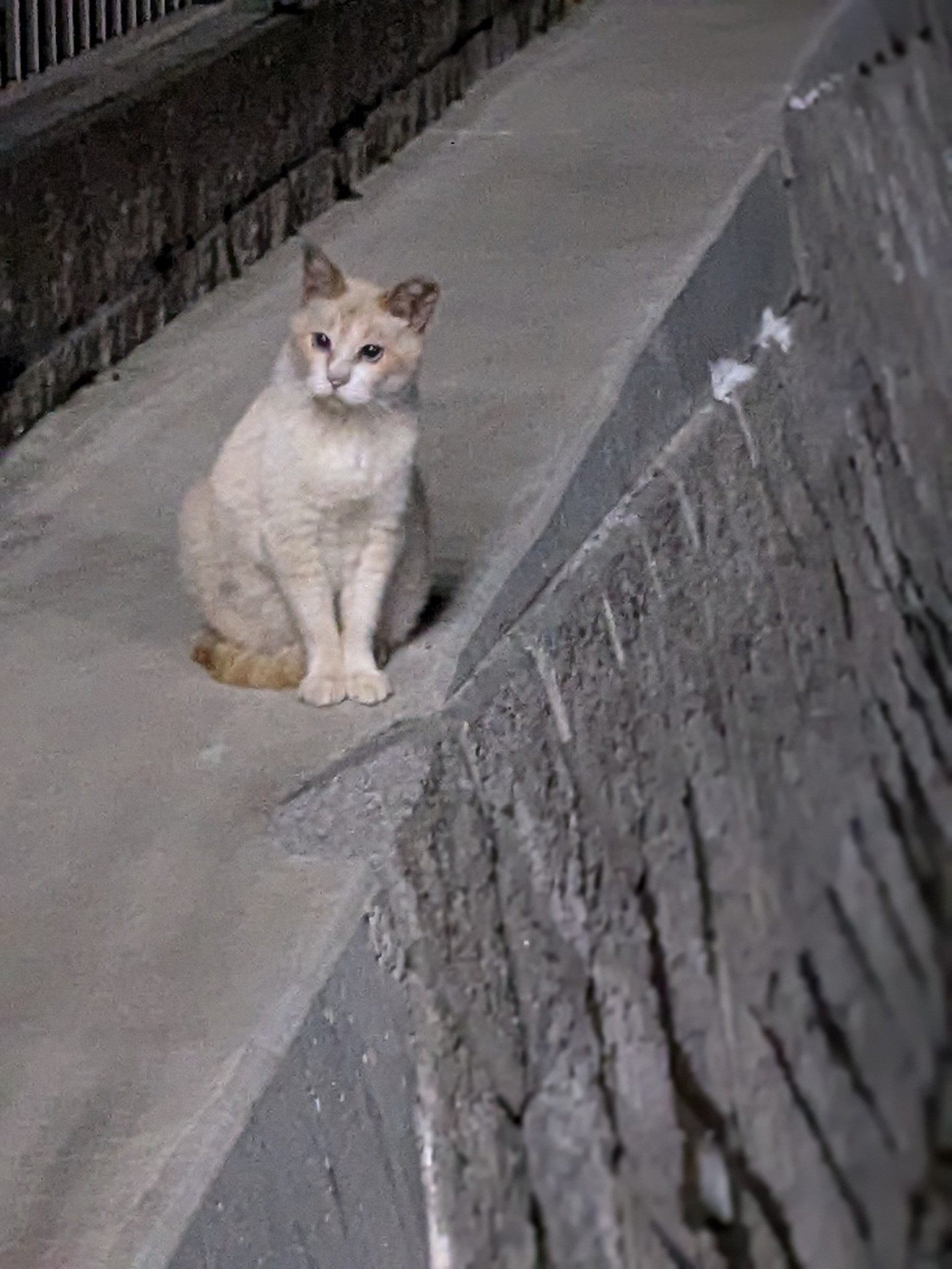 真夜中のさくらねこ