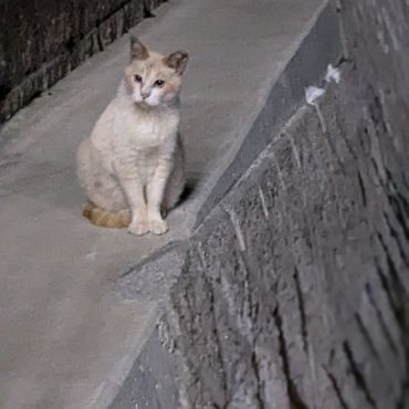 真夜中のさくらねこ