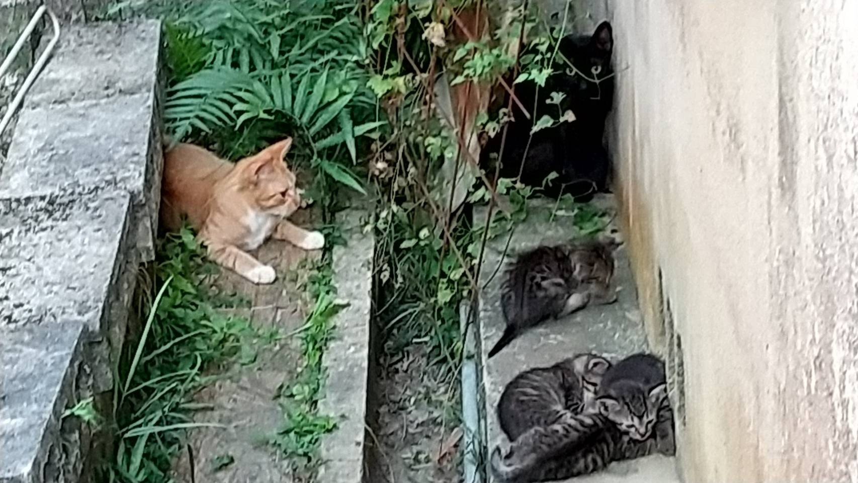 とらおじさんの見守り
