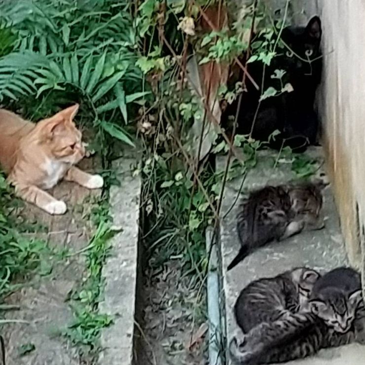 とらおじさんの見守り