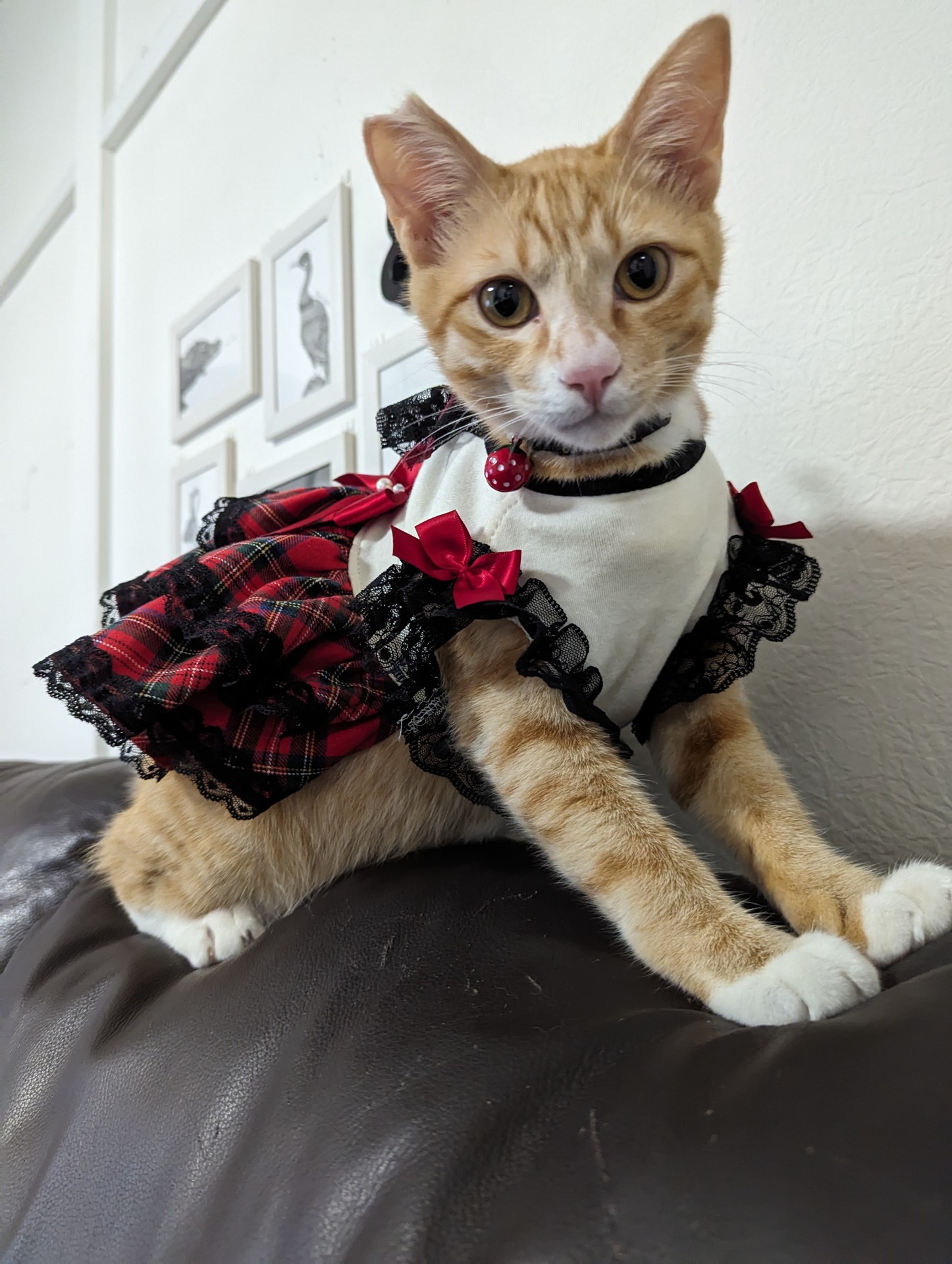 さくらねこ ドレスの似合うワトソン君♥