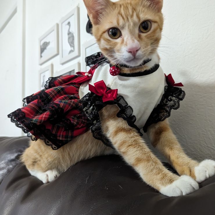 さくらねこ ドレスの似合うワトソン君♥