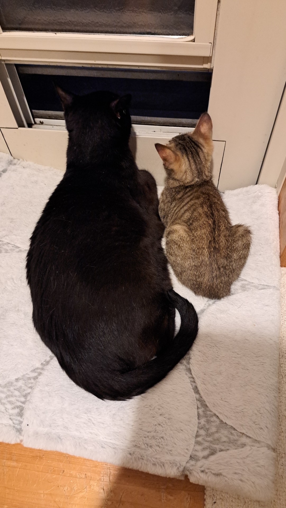 仲良くパトロール