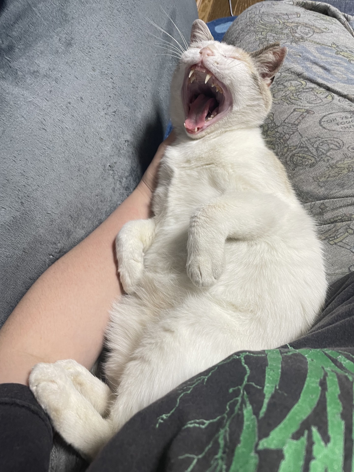 ニャジラ