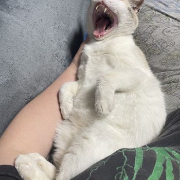 ニャジラ