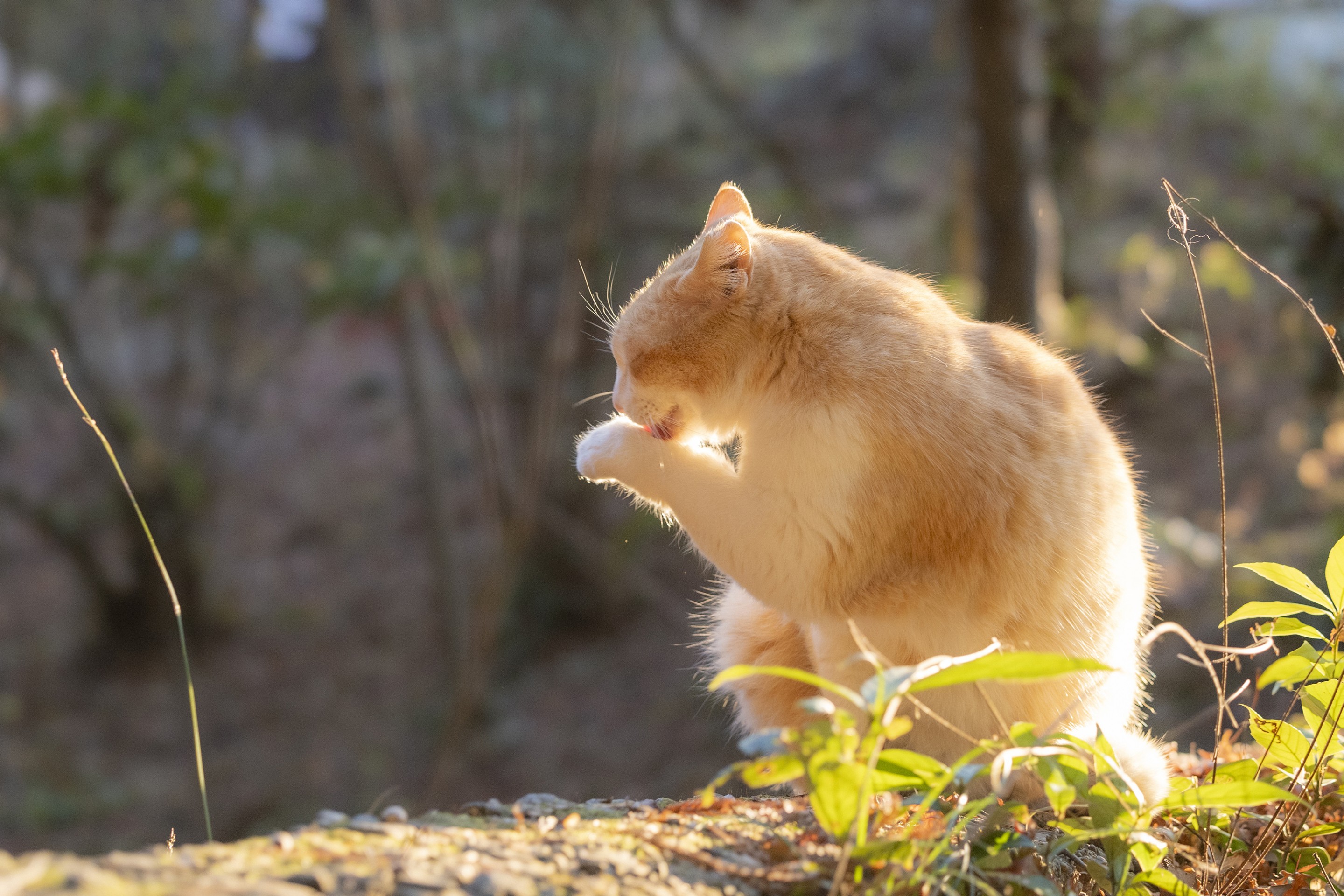 冬の優しい光