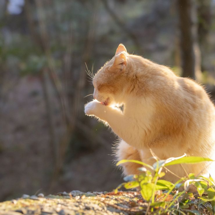冬の優しい光