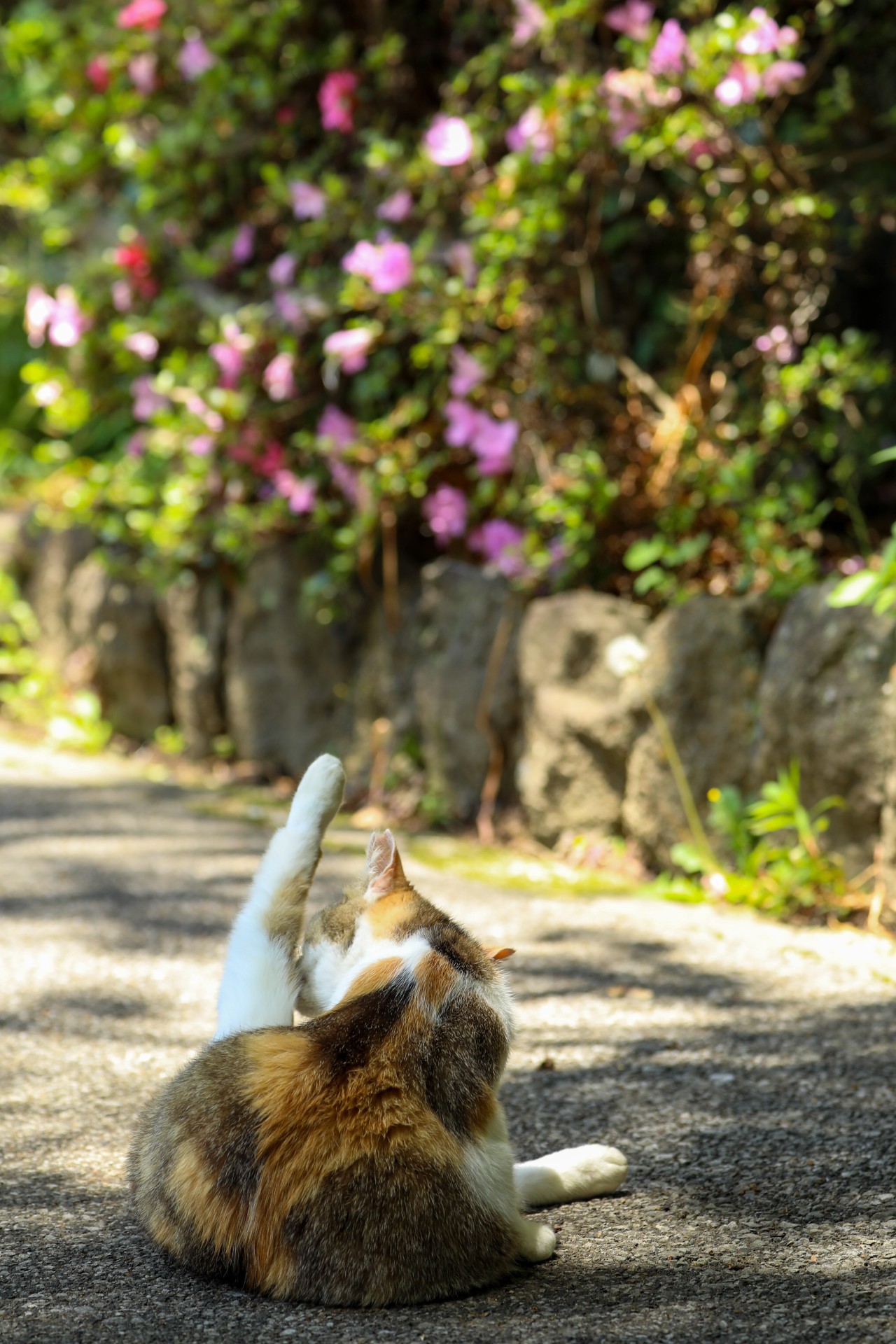 サクラ日和