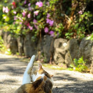 サクラ日和