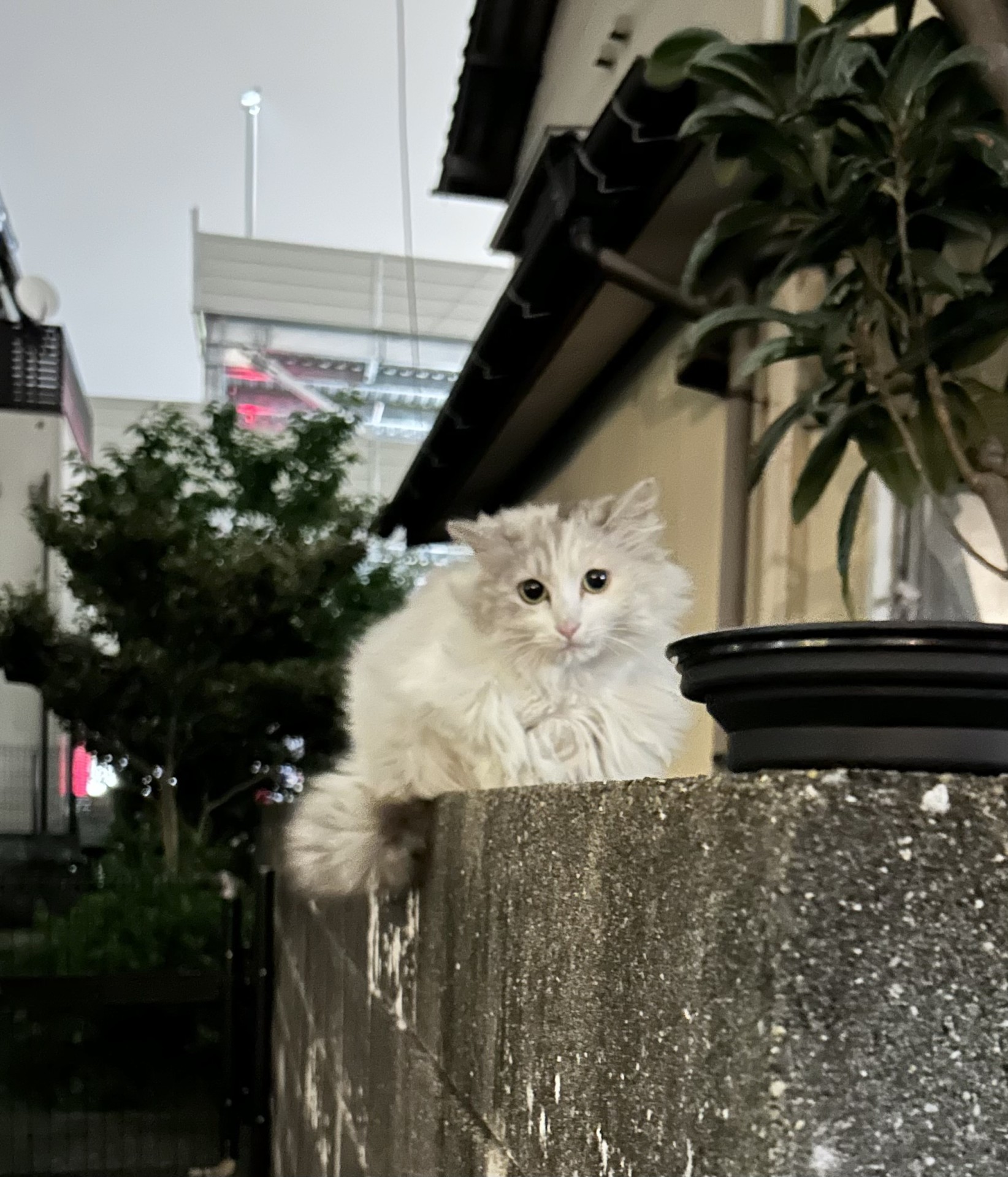 もっふもふ！