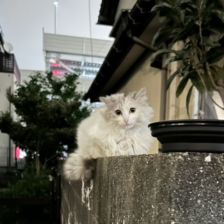 もっふもふ！