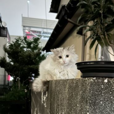 もっふもふ！