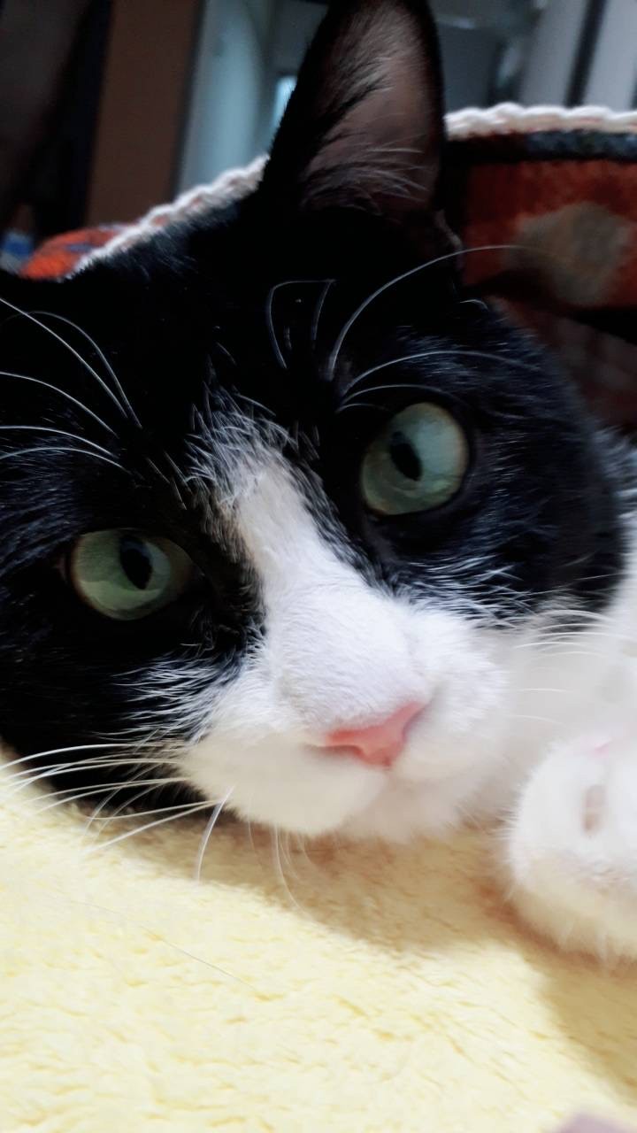 初めての猫にして、ずっと猫。