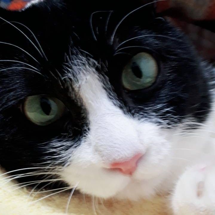 初めての猫にして、ずっと猫。