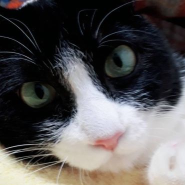 初めての猫にして、ずっと猫。