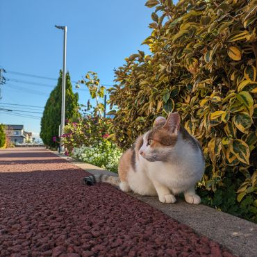 下涼み