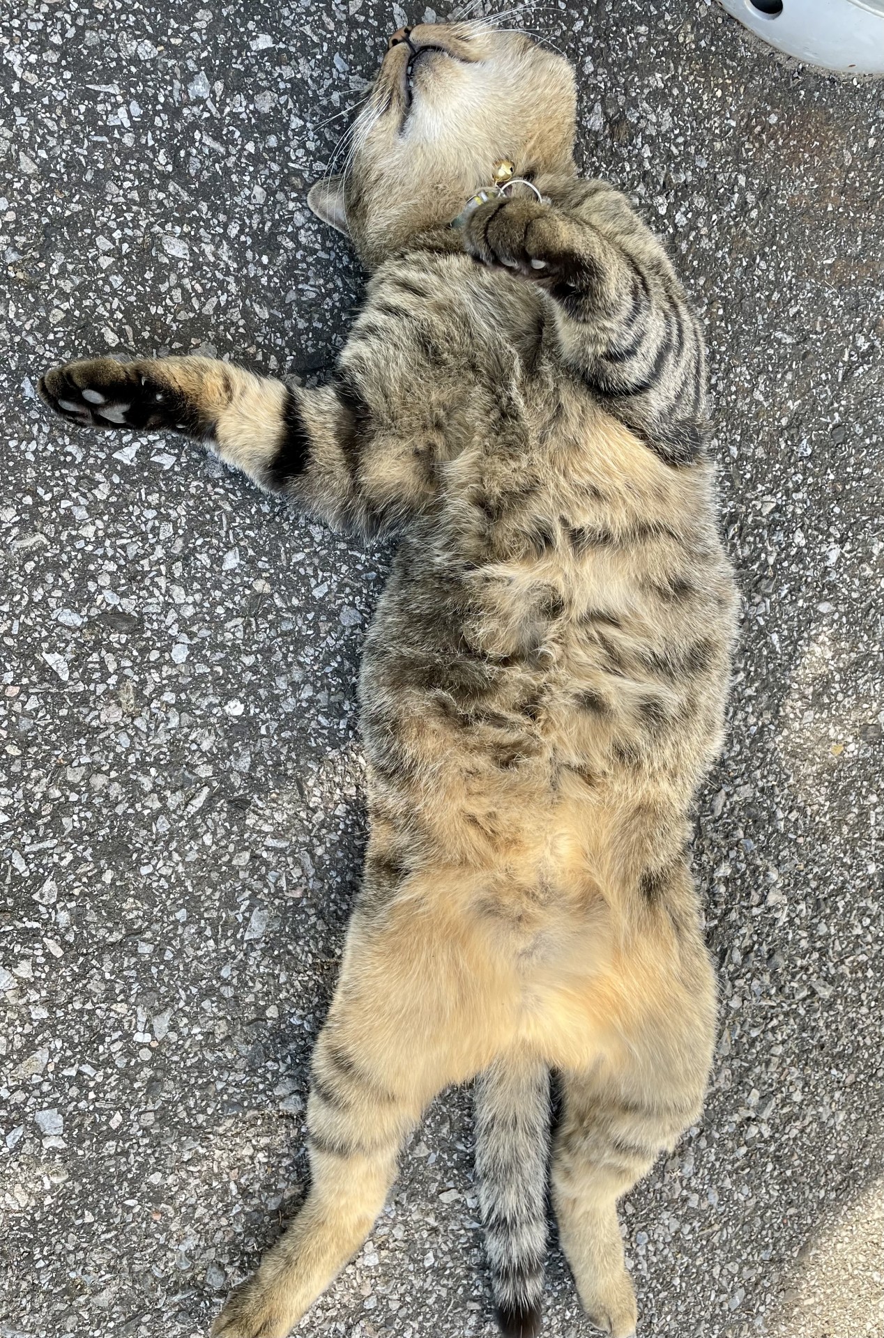 野生を忘れた地域猫様