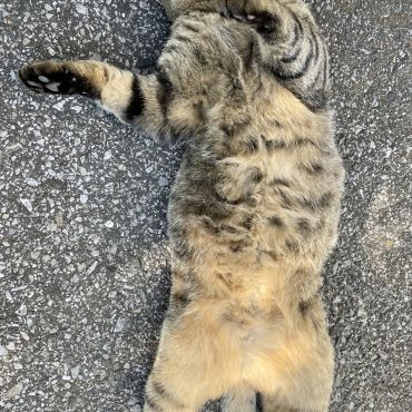 野生を忘れた地域猫様