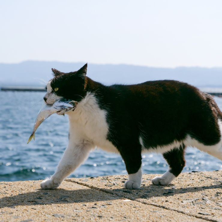 俺のランチ