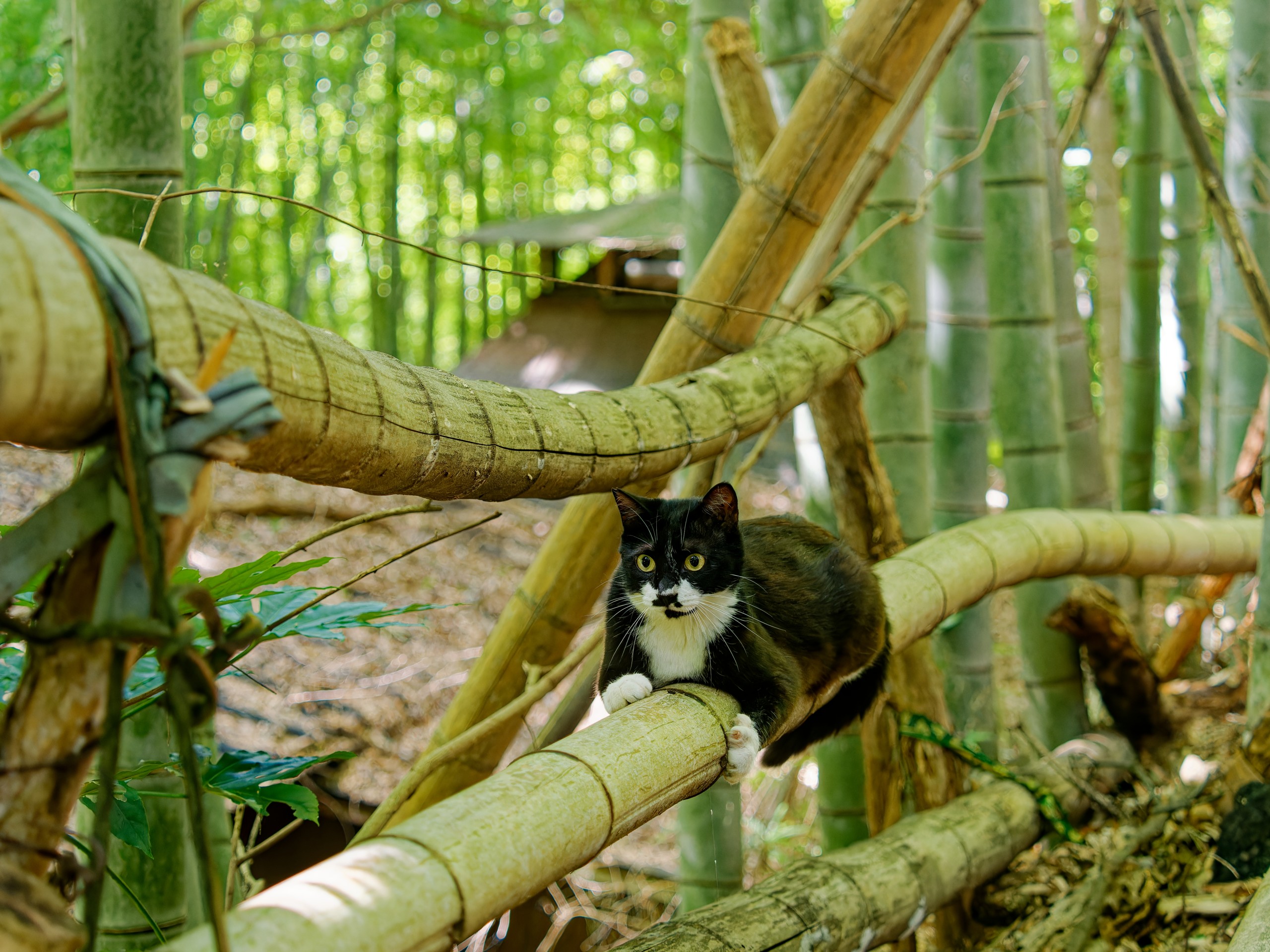 竹林のねこ
