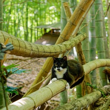 竹林のねこ