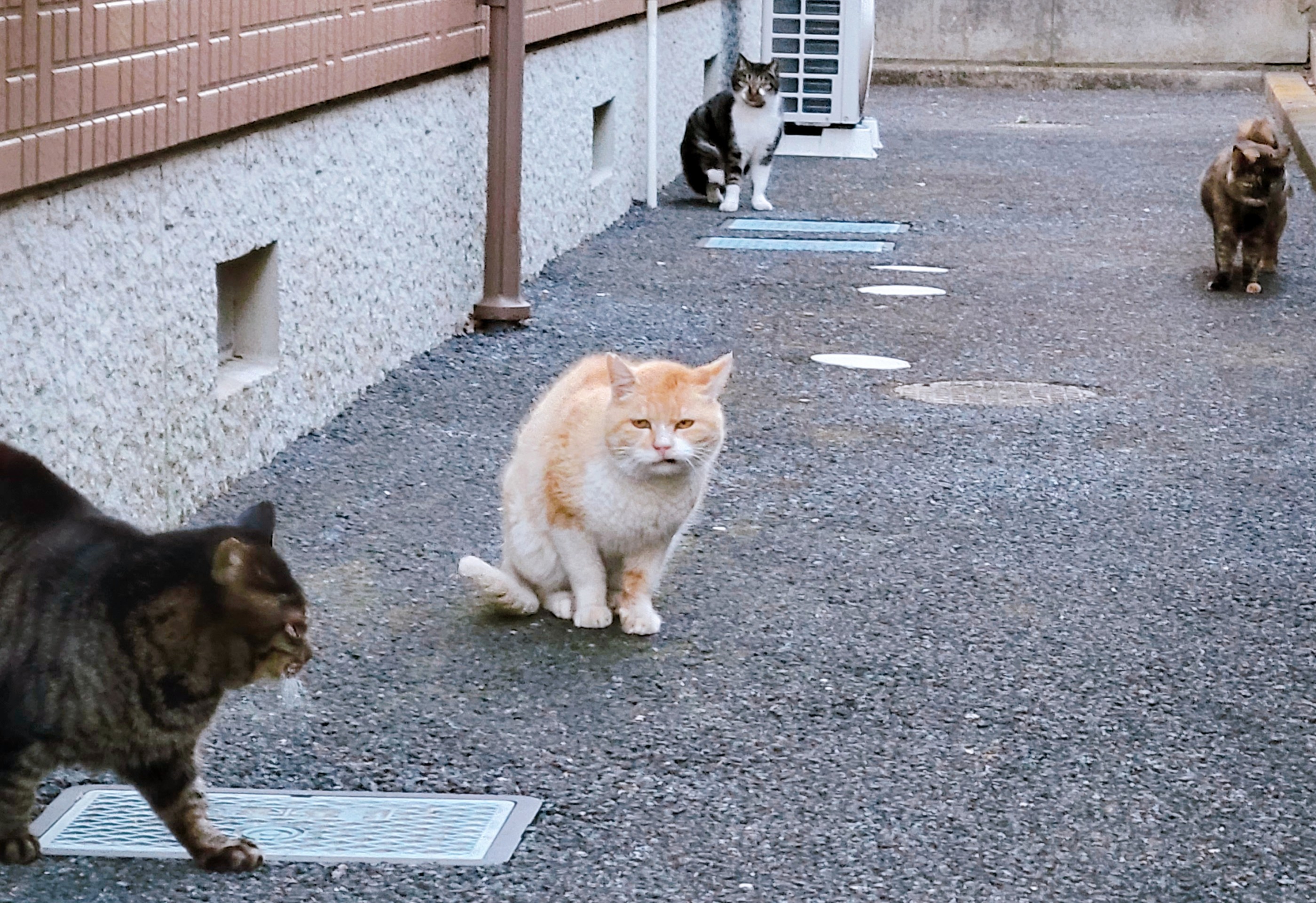 毎日の日課だにゃ