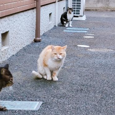 毎日の日課だにゃ