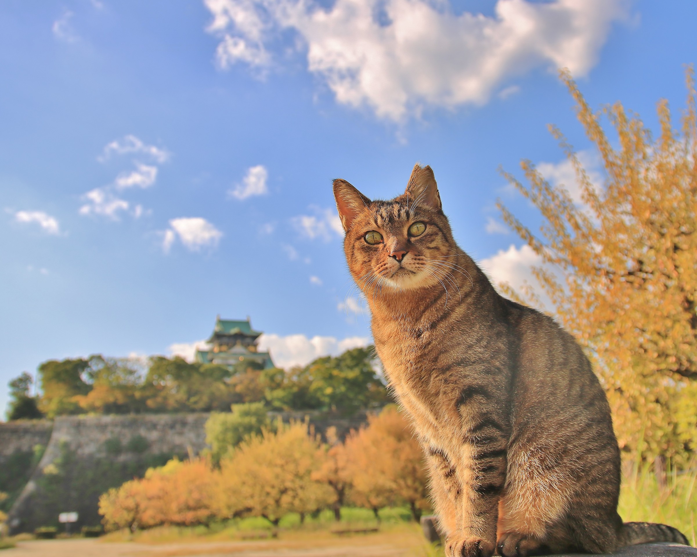 城主は、さくらねこ！