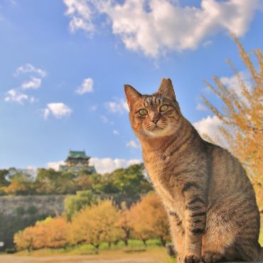 城主は、さくらねこ！