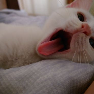 ずっとのおうちぼしゅちゅ♪