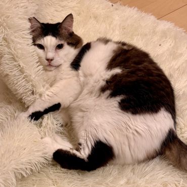モフモフもふもふ
