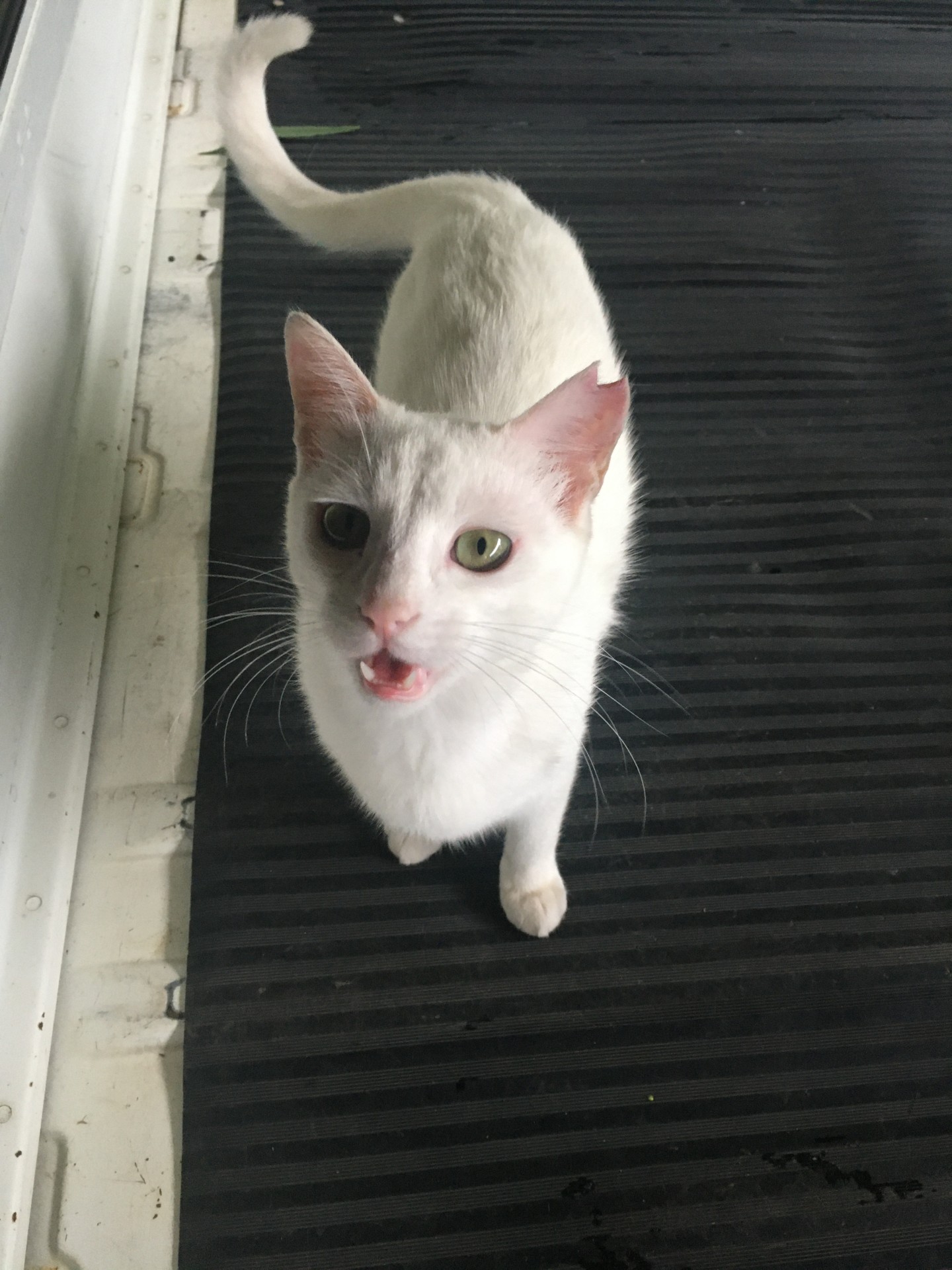 お腹すいたにゃん