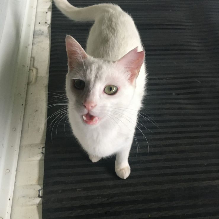 お腹すいたにゃん