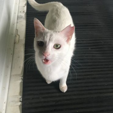 お腹すいたにゃん