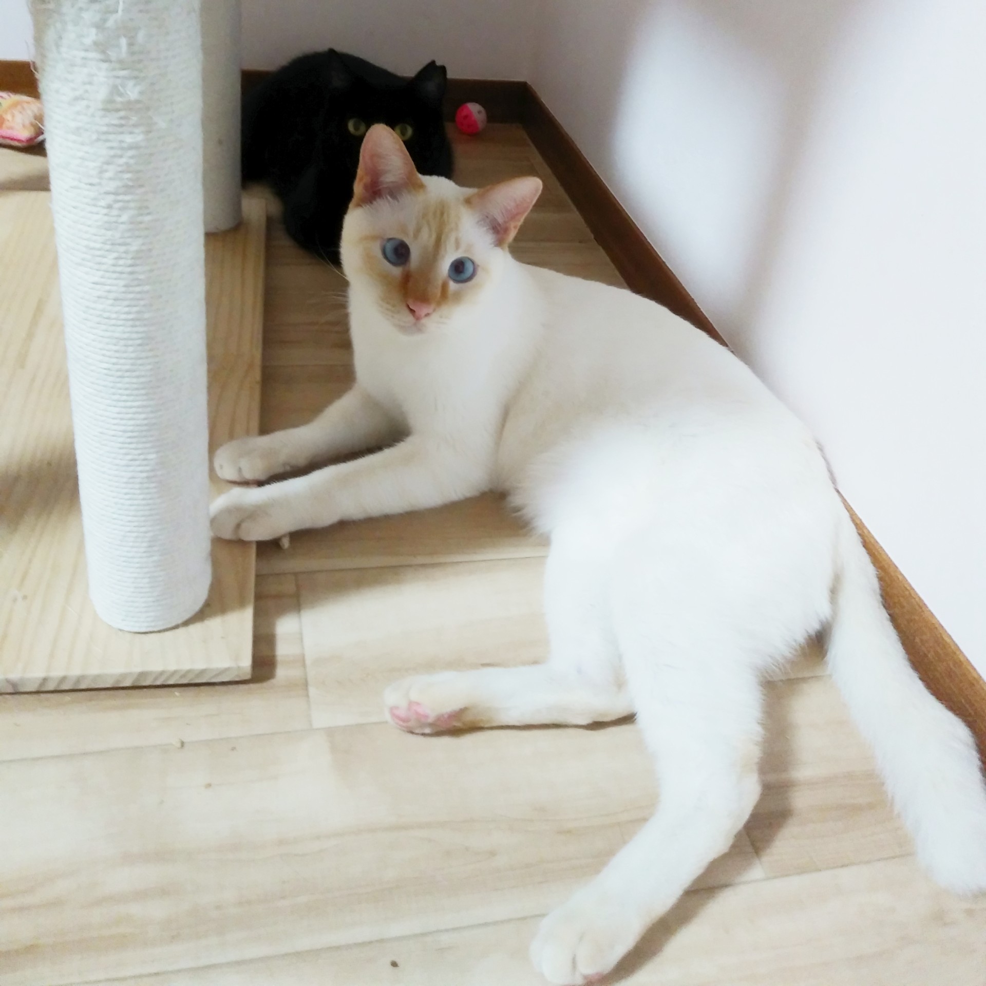 お外で生まれたけど家族が見つかりました