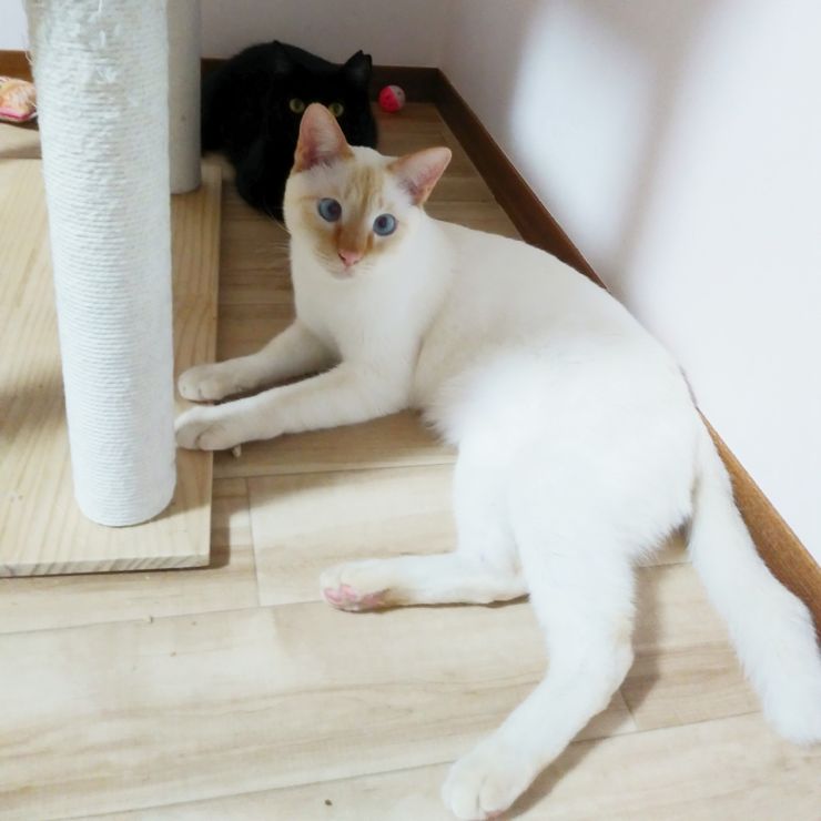 お外で生まれたけど家族が見つかりました