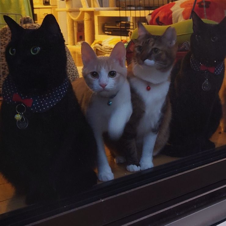 みんなうちのコ♥