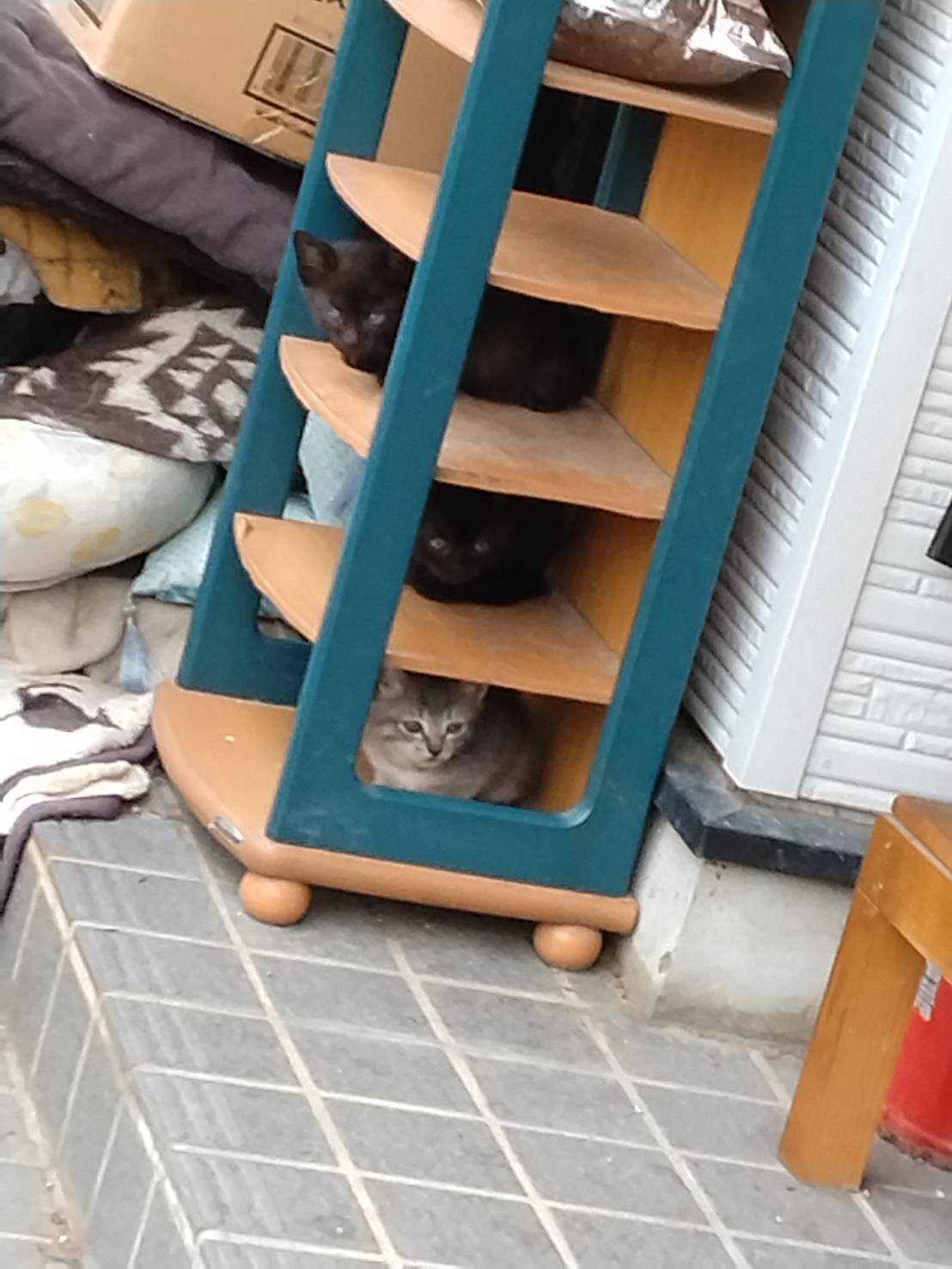 猫棚