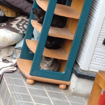 猫棚
