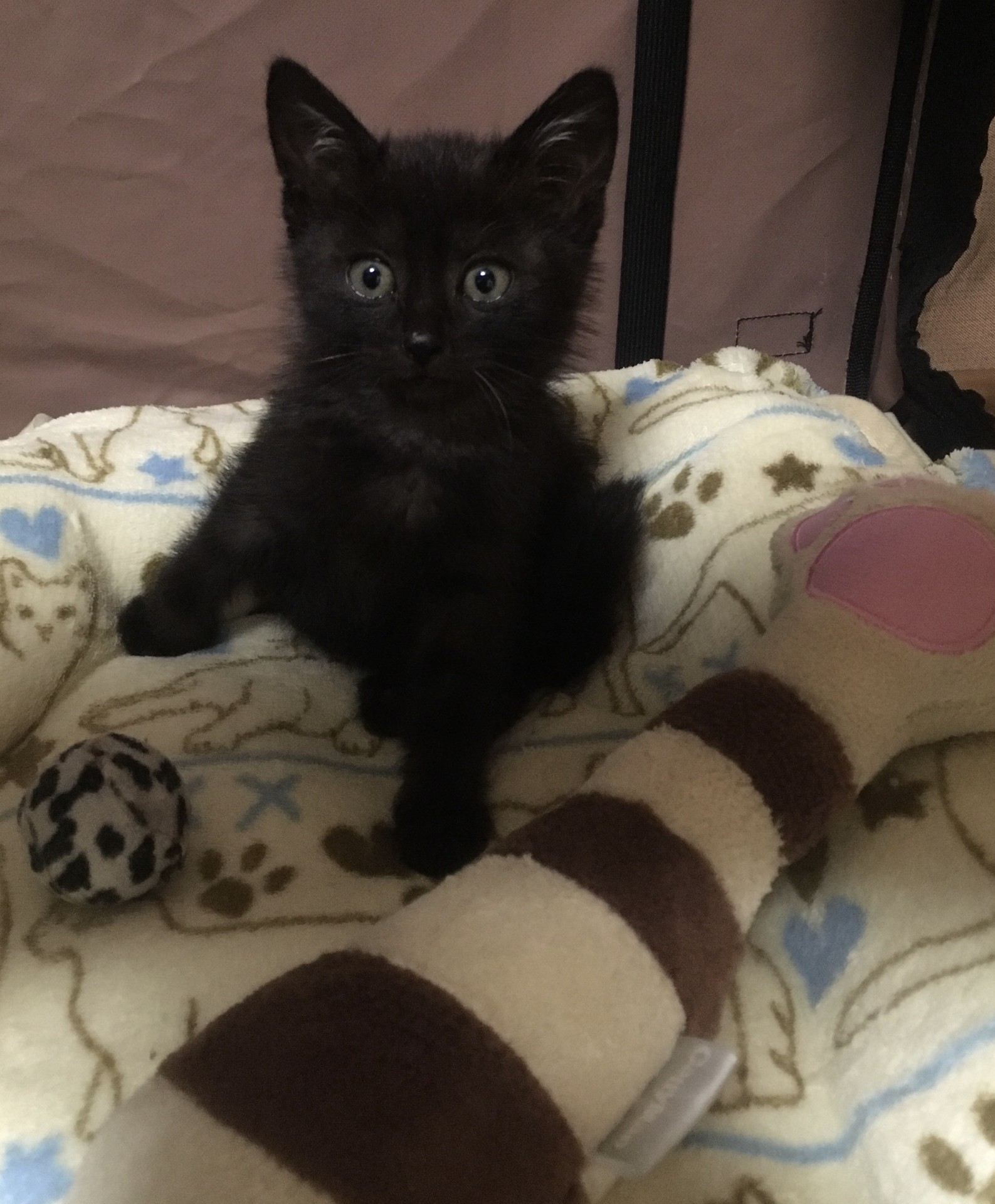 黒猫チョコちゃん